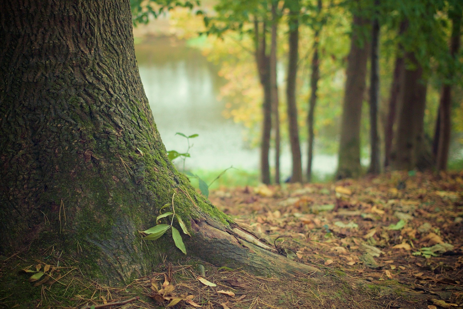 Europe Is… A Tree With Endless Roots. Scambio giovanile